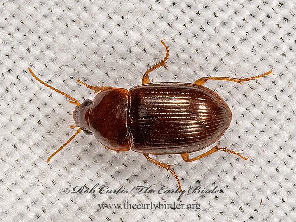Amara (Celia) rubrica  SEED-EATING GROUND BEETLE 3023651z