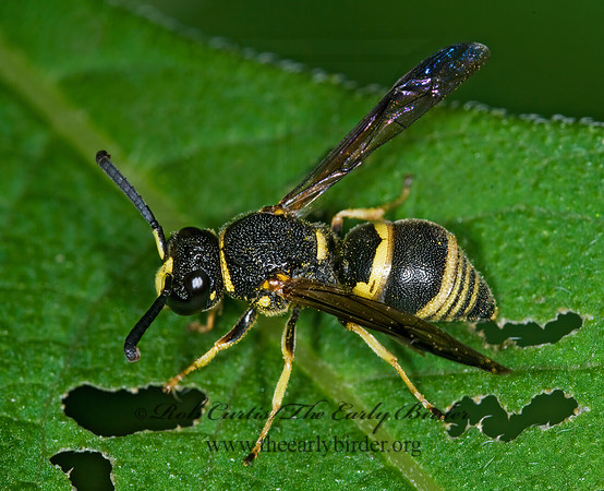 Euodynerus foraminatus 6014716z