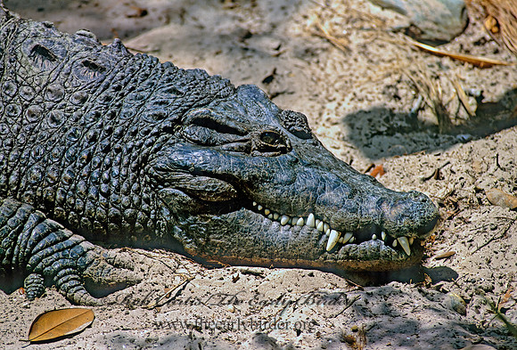 Crocodylus novaguine  NEW GUINEA CROCODILE 275327z