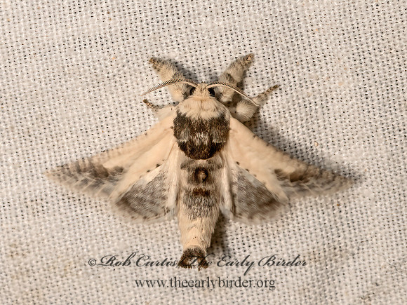 Givira theodori  LEOPARD MOTH 3033257z