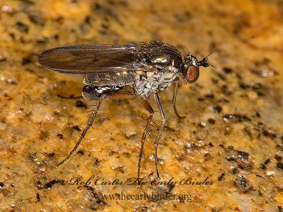 Dolichopodini  LONGLEGGED FLY  9032405z