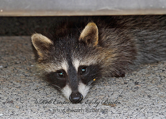 Procyon lotor  RACCOON 6030629 z