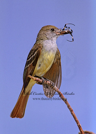 Myiarchus crinitus  GREAT CRESTED FLYCATCHER 251704z