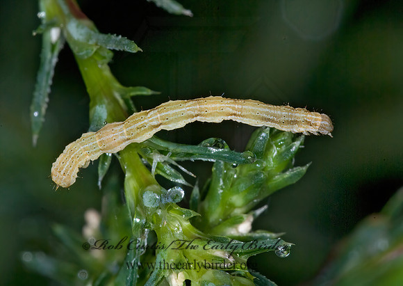 Pleuroprucha insulsaria  COMMON TAN WAVE 6013527z