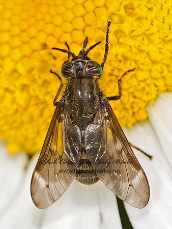 Chrysops fuliginosus  DEER FLY 9033286z