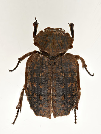 Omorgus monachus  HASTATE HIDE BEETLE 9020243z