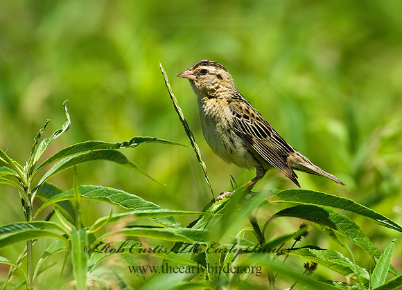 Dolichonyx oryzivorus  BOBOLINK 8005608z