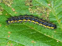 Haploa confusa CONFUSED HAPLOA MOTH 6017142z