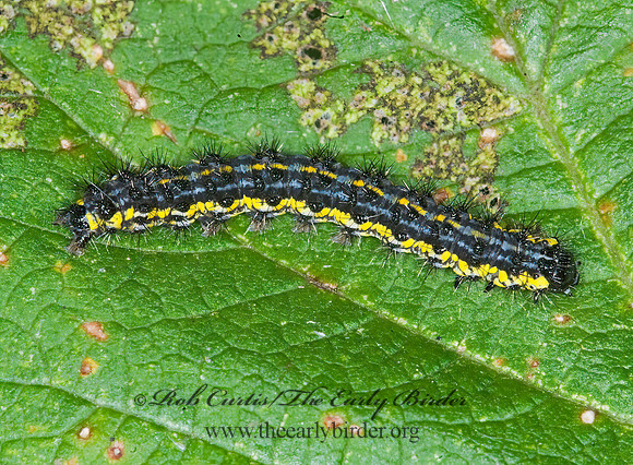 Haploa confusa CONFUSED HAPLOA MOTH 6017142z