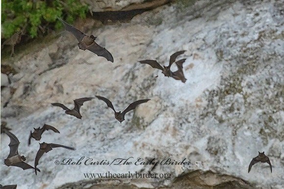 Tadarida brasiliensis  MEXICAN FREE-TAILED BAT 3039974-z