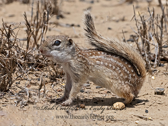 Ictidomys parvidens  RIO GRANDE GROUND SQUIRREL 3033502z