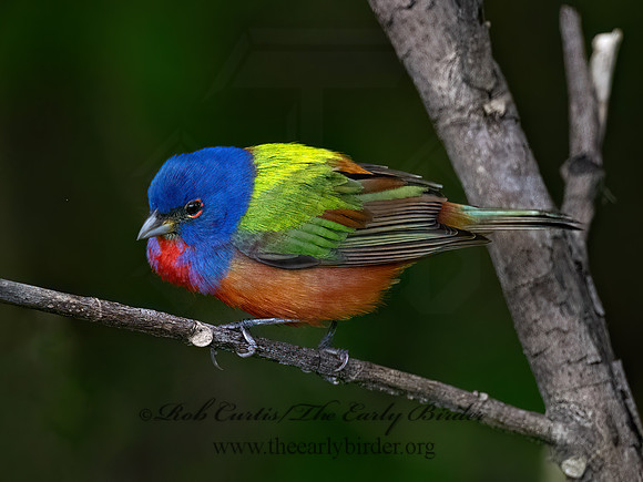 Passerina ciris  PAINTED BUNTING 3030584z