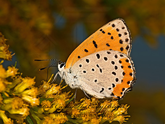 Lycaena hyllus  BRONZE COPPER 9053436z