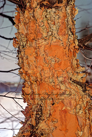 Betula nigra  RIVER BIRCH 215112z