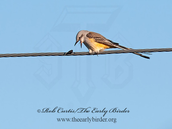Tyrannus forficatus SCISSOR-TAILED FLYCATCHER 8029624z