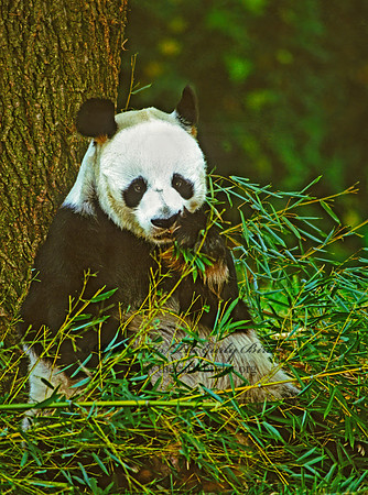 Ailuropoda melanoleuca  GIANT PANDA 159730-1z