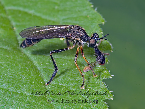 Eudoctria tibialis  STICHOPOGONINAE ROBBER FLY 5009805z