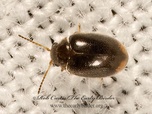 Contacyphon neopadi  MARSH BEETLE 9081768z