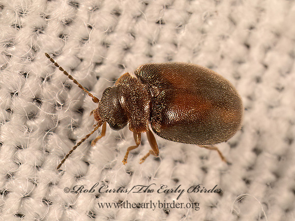 Contacyphon  MARSH BEETLE 9081796z