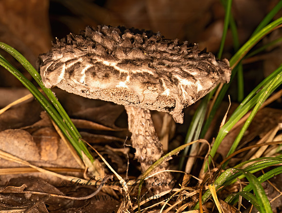 Strobilomyces strobilaceus  OLD MAN OF THE WOODS 9081209z-