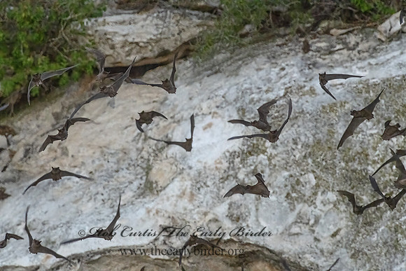 Tadarida brasiliensis  MEXICAN FREE-TAILED BAT 3039967-z