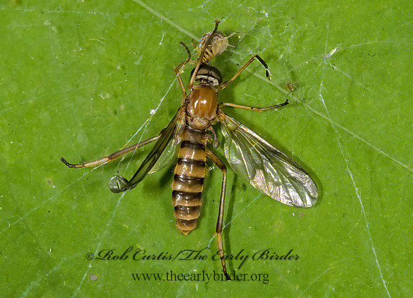 Dialysis fasciventris  XYLOPHAGID FLY 8015277z