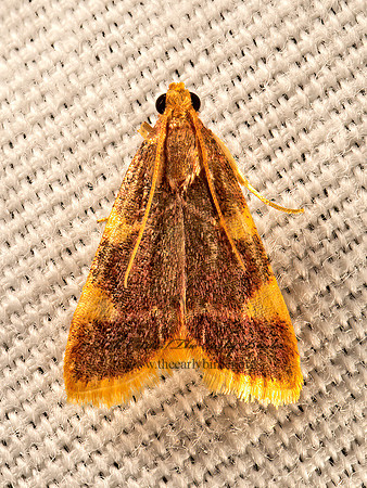 Hypsopygia olinalis  YELLOW-FRINGED  DOLICHOMIA MOTH 9051279z