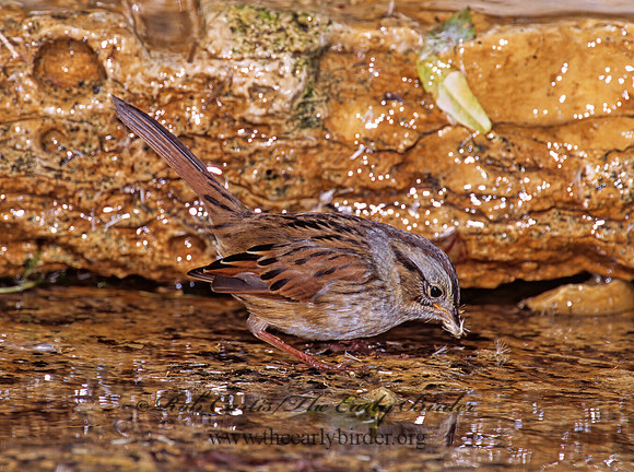Melospiza georgiana  SWAMP SPARROW 1278102z