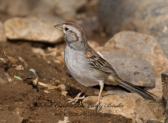 Peucaea carpalis  RUFOUS-WINGED SPARROW 7007970z