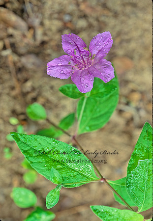 Ruellia nudiflora  VIOLET RUELLIA 168017z