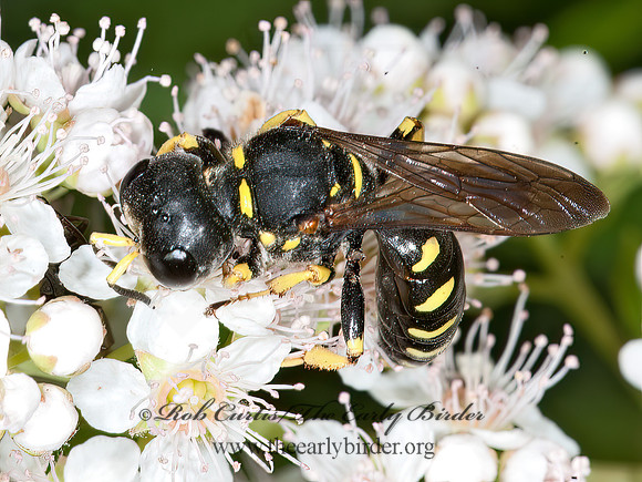Ectemnius arcuatus  CRABRONINI WASP 8035064z