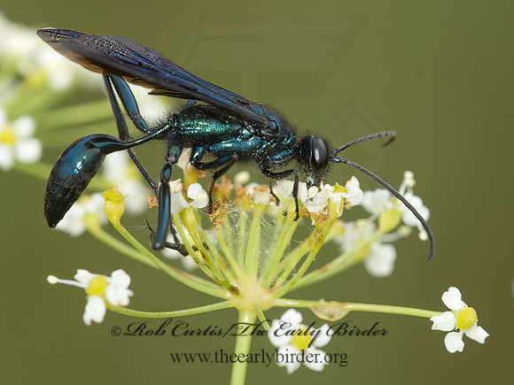 Chalybion californicum  BLUE MUD WASP 9040555z