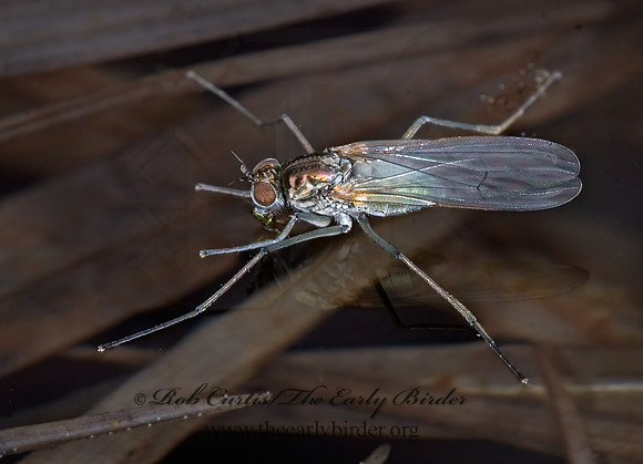 Hydrophorus  LONGLEGGED FLY 7010447z