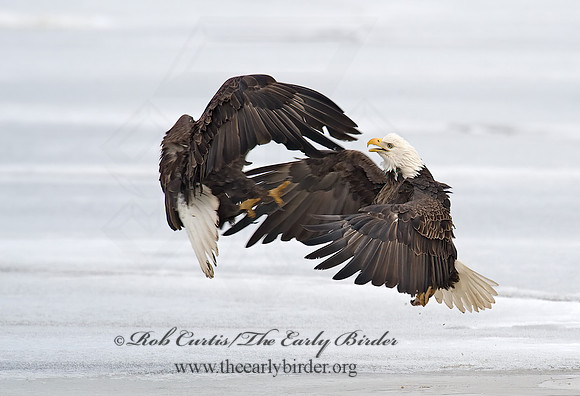 Haliaeetus leucocephalus  BALD EAGLE 8000613z