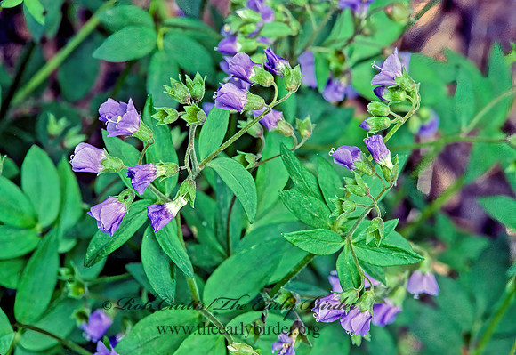 Polemonium van-bruntiae  JACOB'S LADDER 265823z