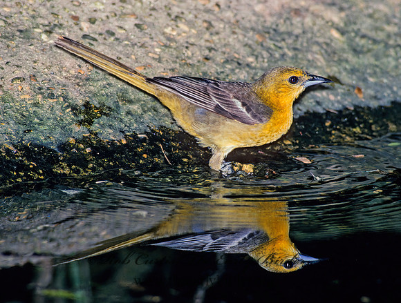 Icterus cucullatus  HOODED ORIOLE 91118z