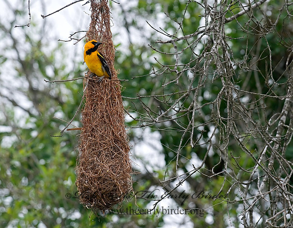 Icterus gularis  ALTAMIRA ORIOLE 6024425z
