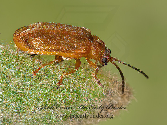 Neogalerucella  PURPLE LOOSESTRIFE BEETLE 3013536z