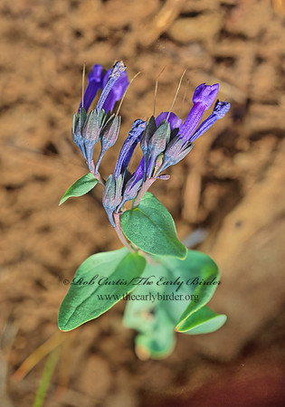 Mertensia longiflora  TRUMPET LUNGWORT 144702z