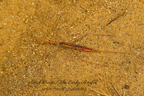 Ranatra  WATERSCORPION 8017739z
