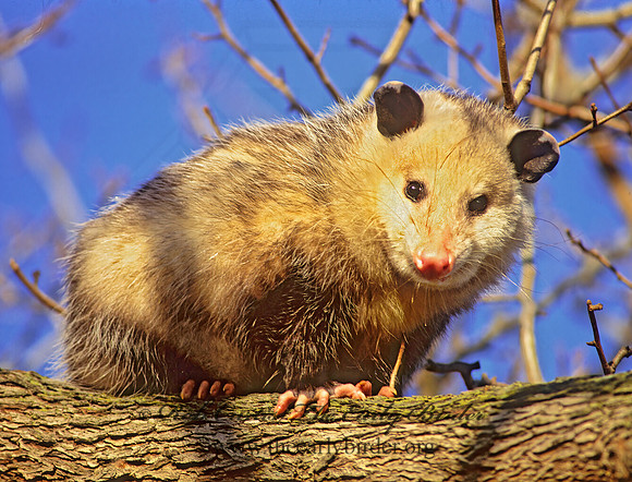 Didelphis virginiana  VIRGINIA OPOSSUM 245901z