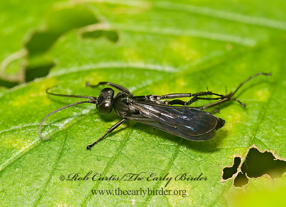 Anoplius (Anoplius) virginiensis  SPIDER WASP 8015030z