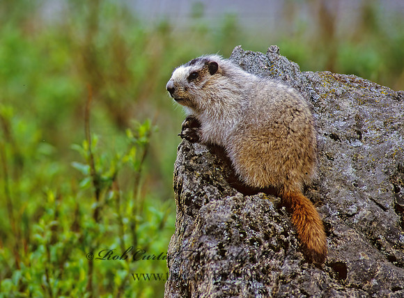 Marmota calligata  HOARY MARMOT 234719z