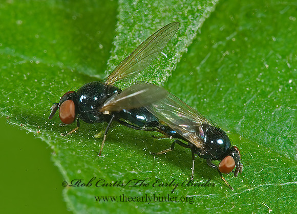 Lonchaea  LANCE FLY 5009519z