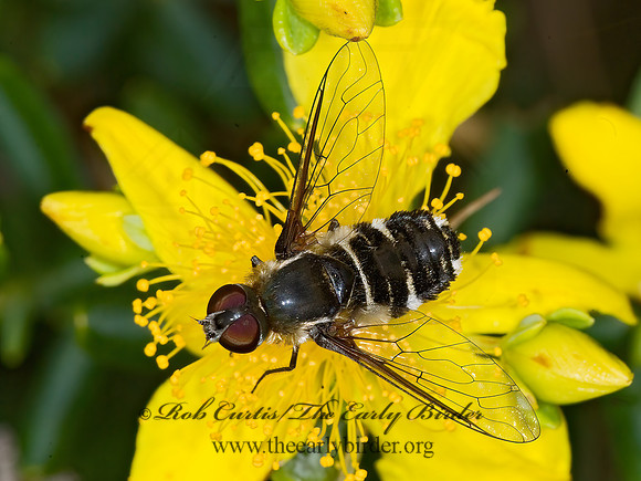 Villa lateralis  BEE FLY 6008664z