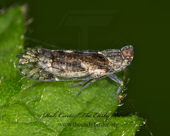 Oecleus  CIXIID PLANTHOPPER 9058539z