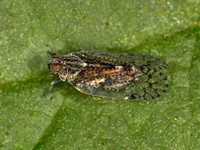 Oecleus CIXIID PLANTHOPPER 9058550z