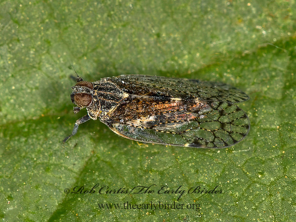 Oecleus  CIXIID PLANTHOPPER 9058550z