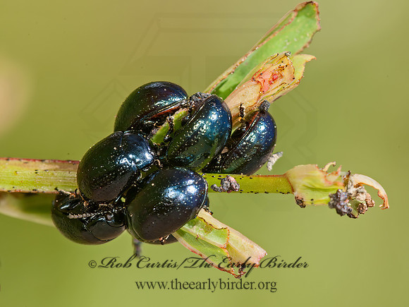 Chrysolina (Hypericia)  GREEN LEAF BEETLE 8037159z