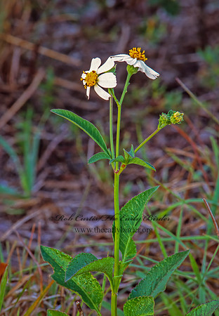Bidens alba  BEGGARTICKS 251023z